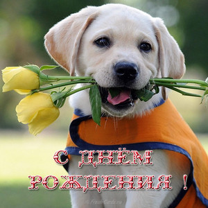 Очаровательный щенок с розами в зубах поздравляет с днем рождения