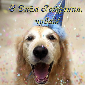 Улыбающаяся собака в колпачке поздравляет с днем рождения