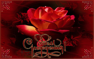 Чарующая роза на для любимых дам