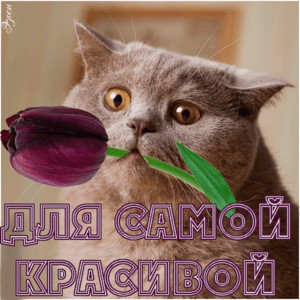 Прикольный кот с тюльпаном в зубах