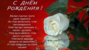 Белая роза символ мир и дружбы, в день рождения подруге
