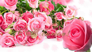 Открытка с огромным букетом розовых роз для девушки с юбилеем