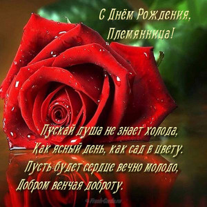 Одинокая красная роза с каплями воды в честь дня рождения племянницы