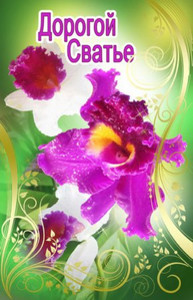 Восхитительная орхидея на зеленом фоне для свахи