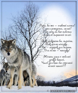 Суровый волк, за которым стая волков в зимнем лесу для любимого тестя