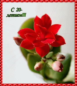 Необычный красный цветок с бутонами для именинницы